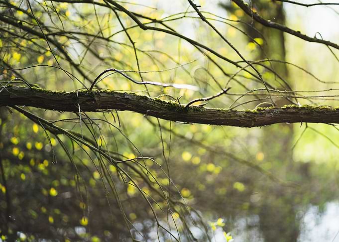 Spring time
