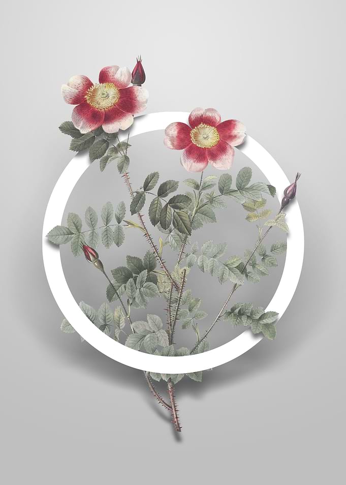 Variegated Burnet Rose Art
