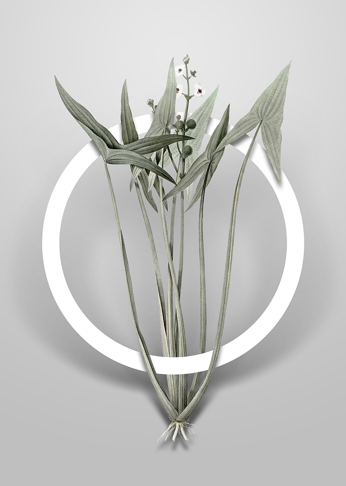 Vintage Arrowhead Flower