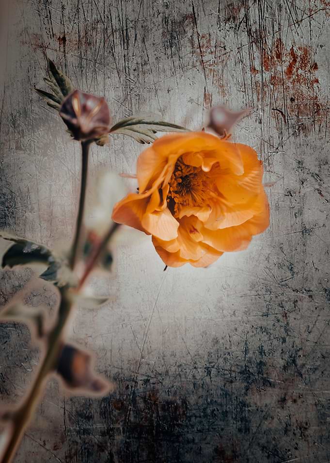 Blooming orange flower