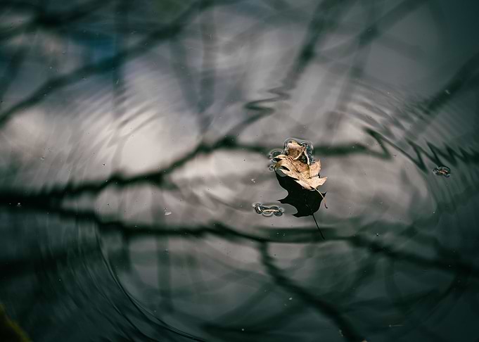 Lonely leaf