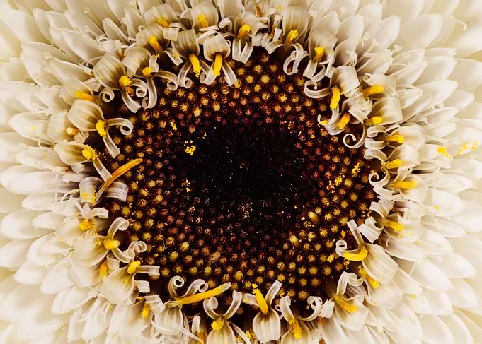 Macro of gerbera flower