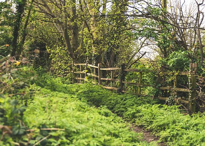 Old Forest Fence