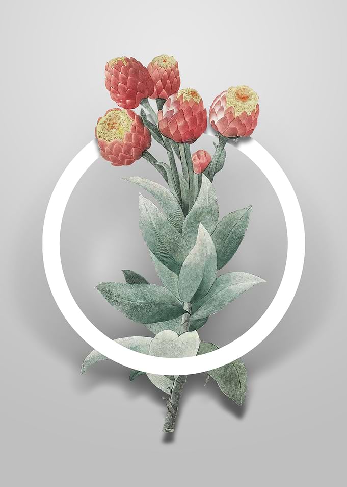 Vintage Cudweeds Flower