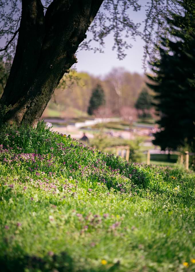 Meadow of flowers