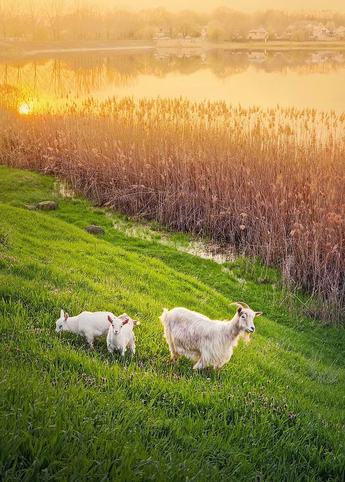 goat with two kids