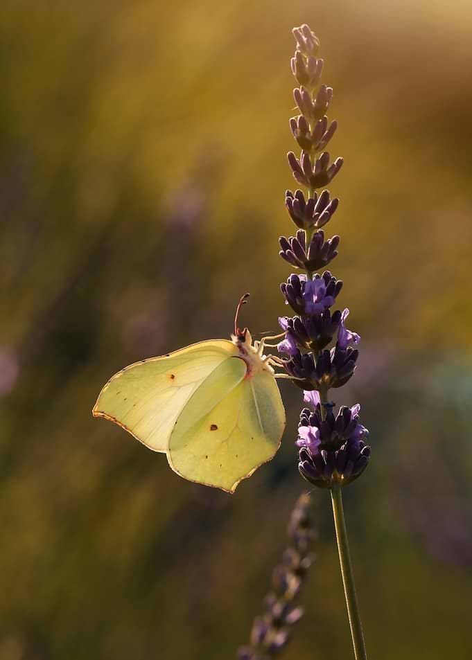 Yellow butterfly on flower