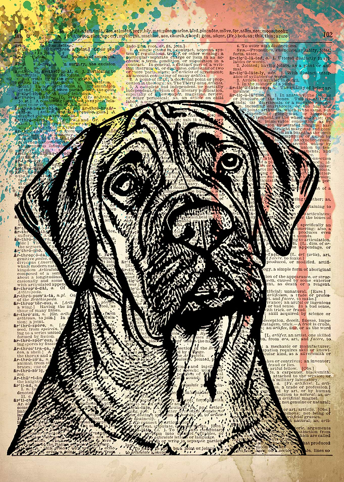 Boerboel dog ILLUSTRATION
