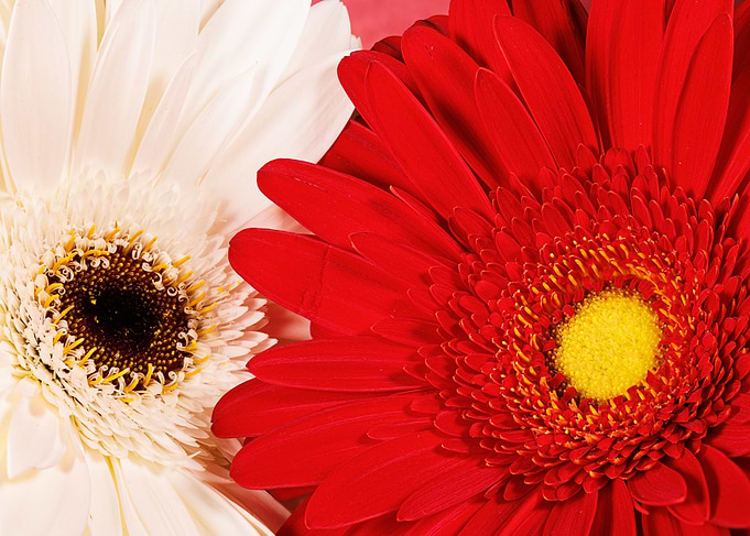 Macro of gerbera flower