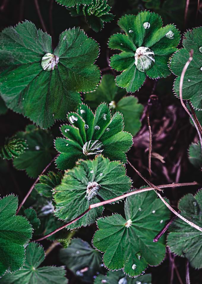 Water drops