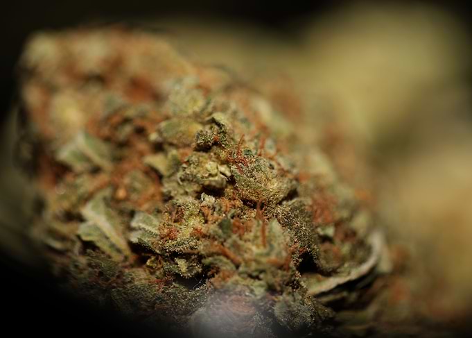 Cannabis super lemon haze
