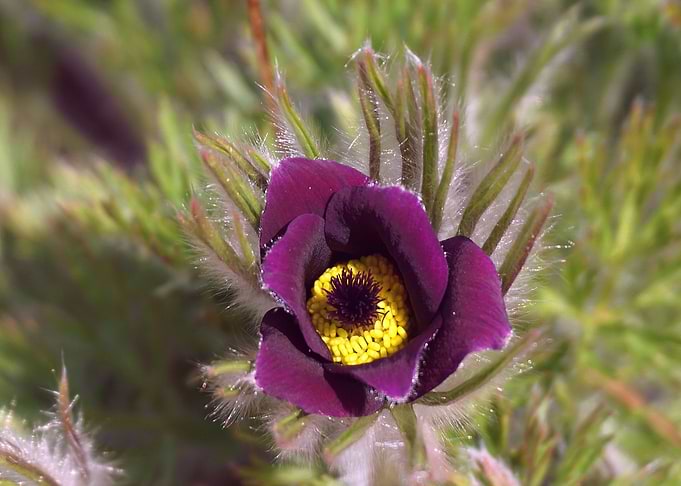 Purple Pasqueflower
