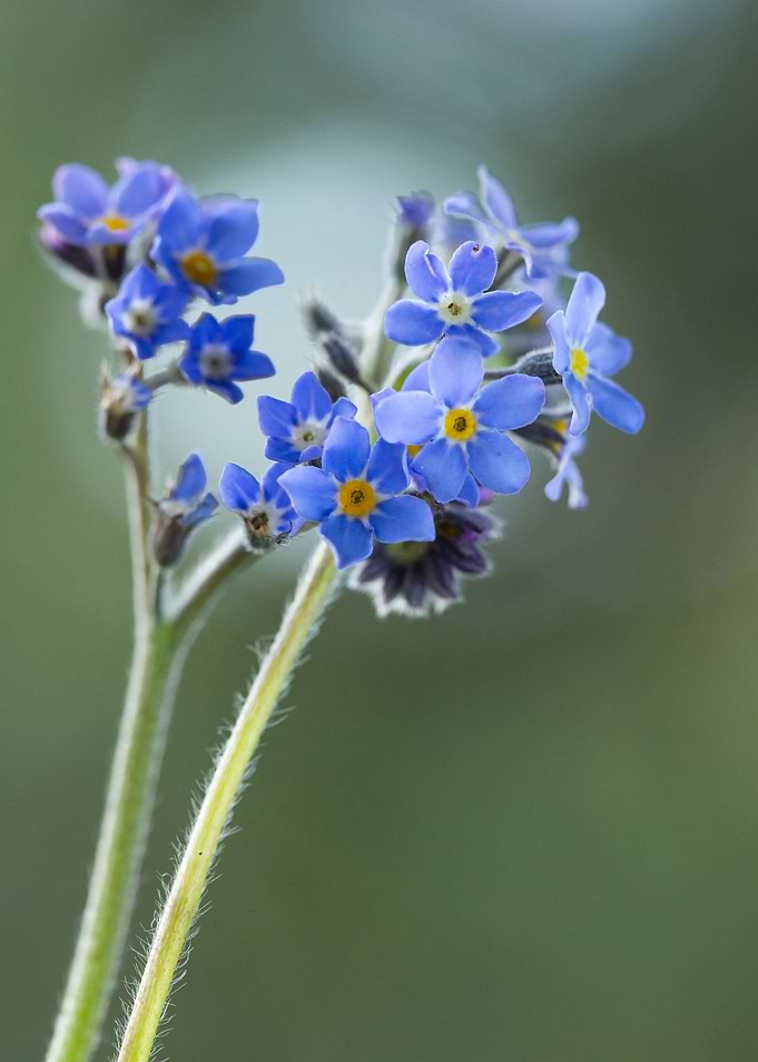 Forget me not flowers