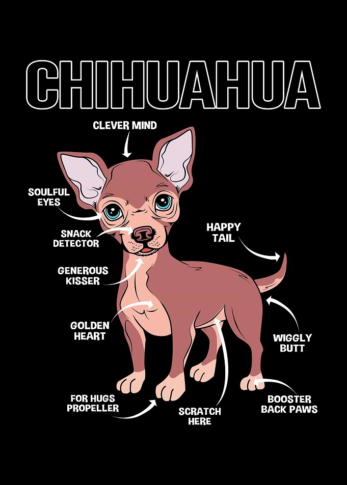 Chihuahua Anatomy