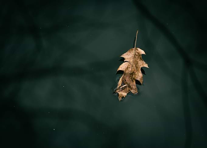 One leaf