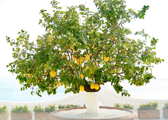 Lemon Tree in Positano 1
