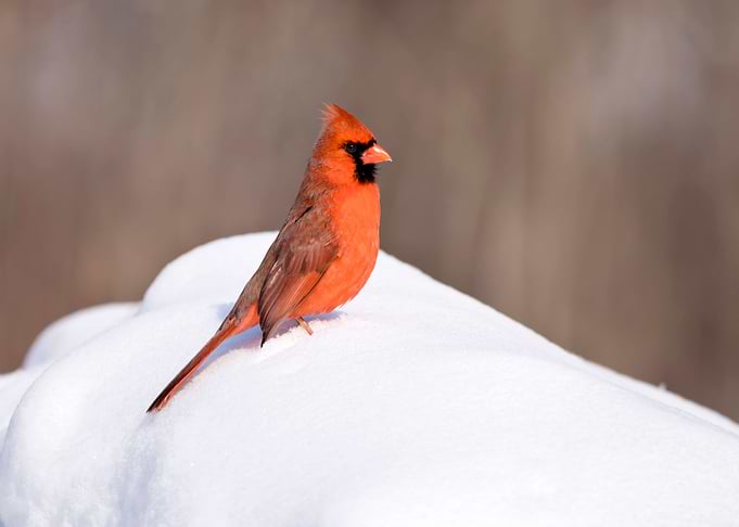 Red cardinal in the snow
