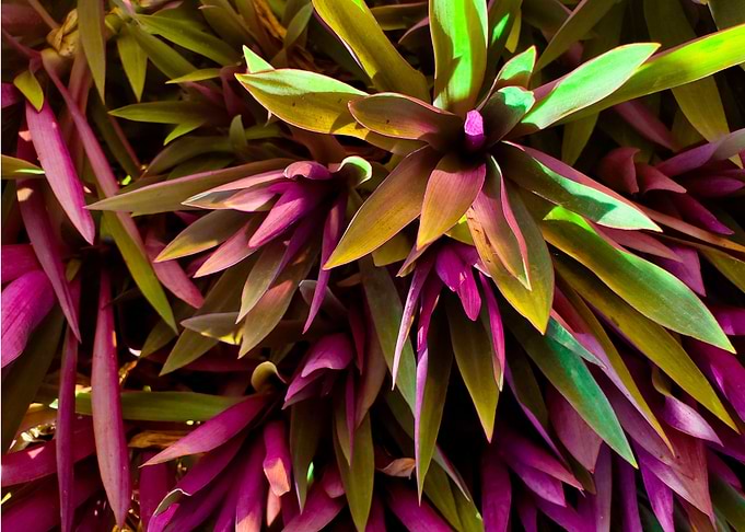 plant with fine tip