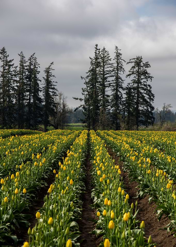 Field of tulips to trees