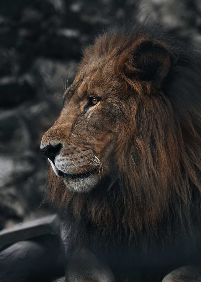 The Lion King
