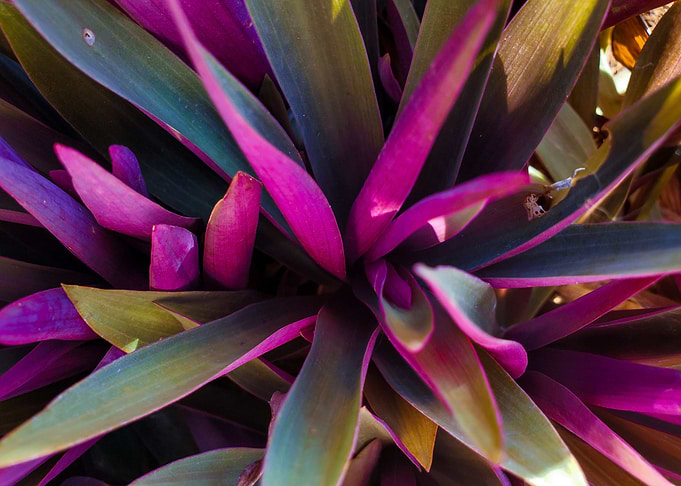 floral photography gift