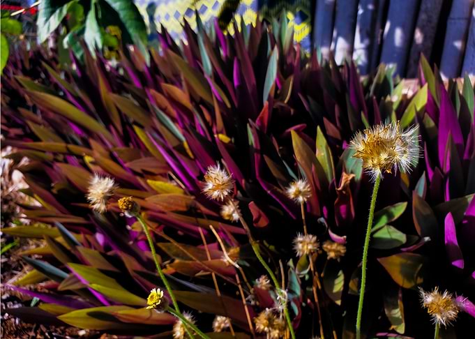 purple plant with dandelio