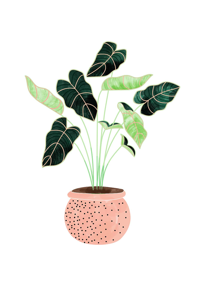 Home Plant