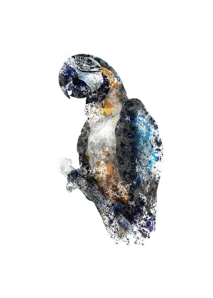 macaw bird