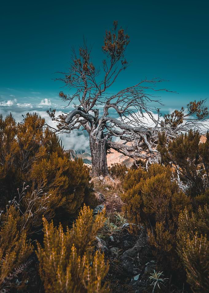 Pico do Arieiro