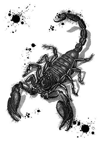 Scorpion