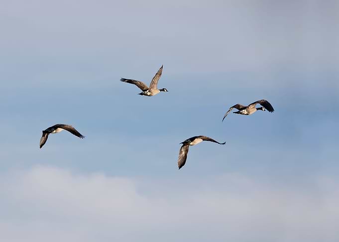 Canada geese flying