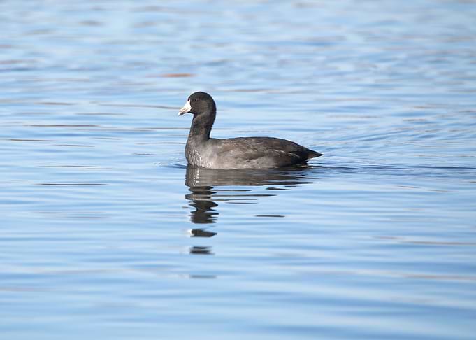 American coot in water