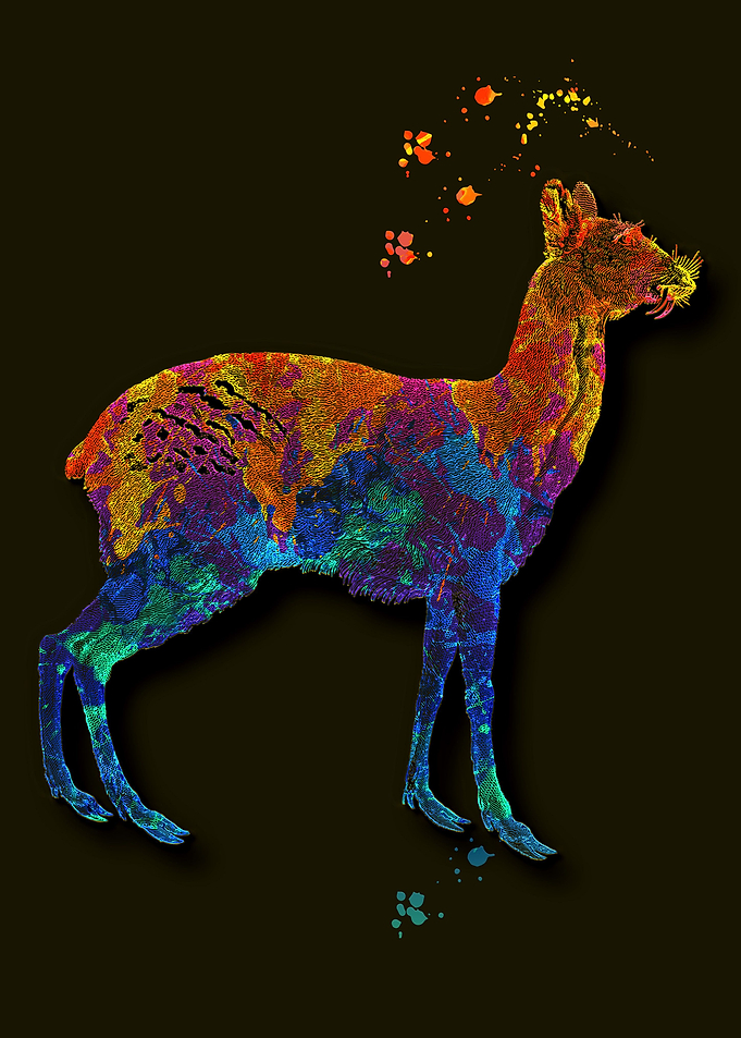 Siberian musk deer