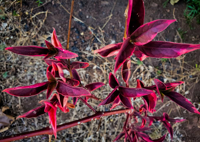 red plant with red leaves