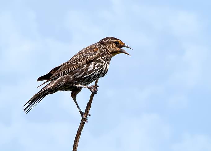 Female red wing black bird