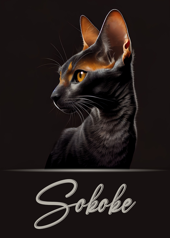 Sokoke Portrait
