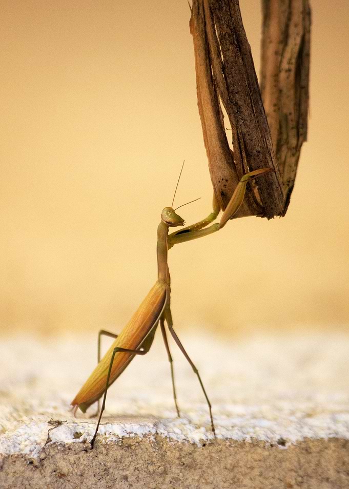 Mantis