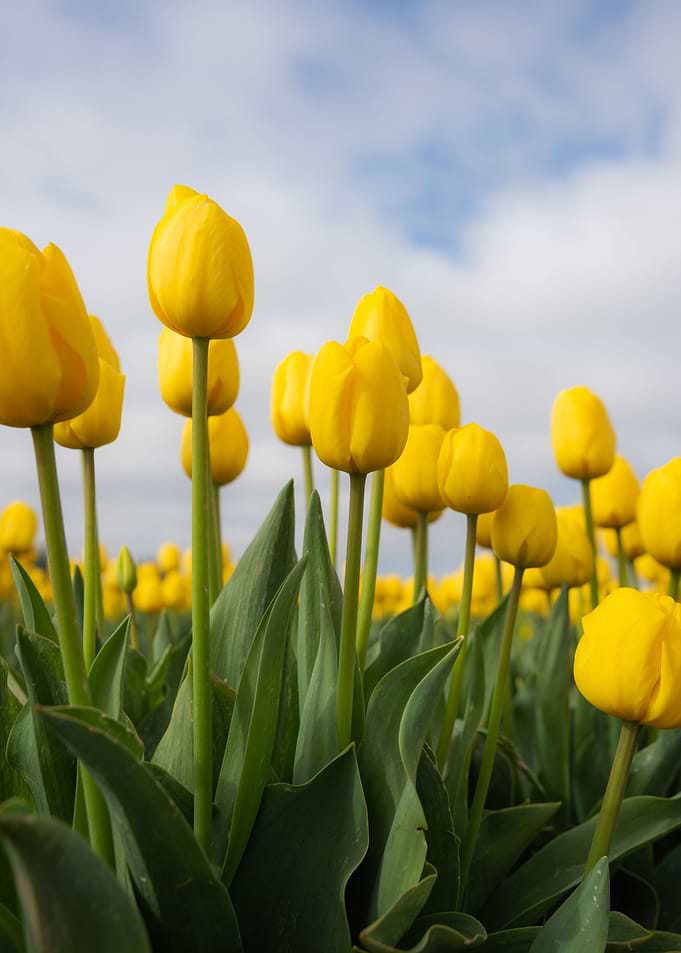 Calming yellow tulips