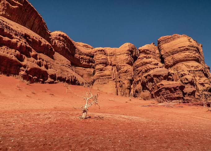 A dried tree