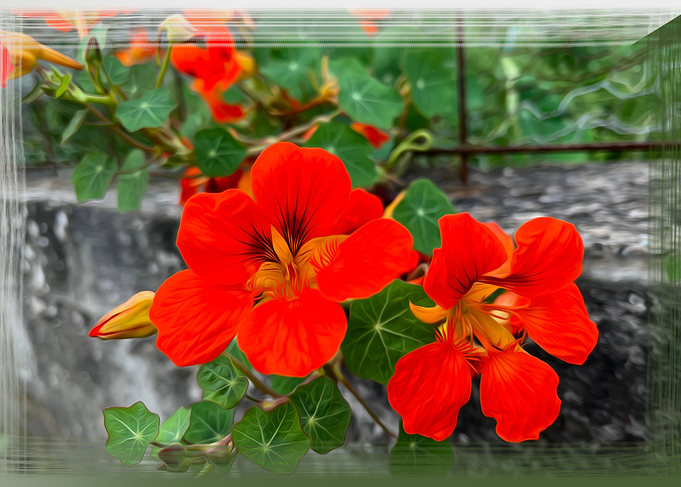Bright orange flowers
