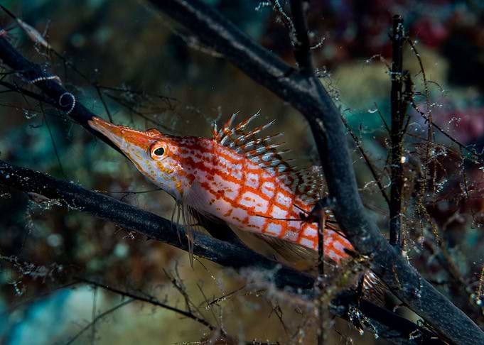 Underwater World