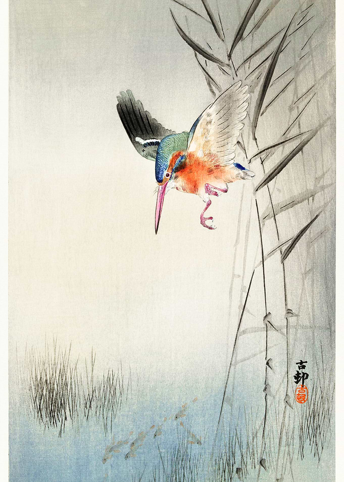Kingfisher Hunt
