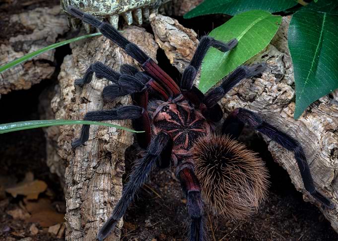 Xenesthis immanis