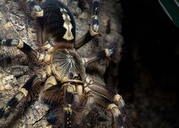 Poecilotheria sp lowland