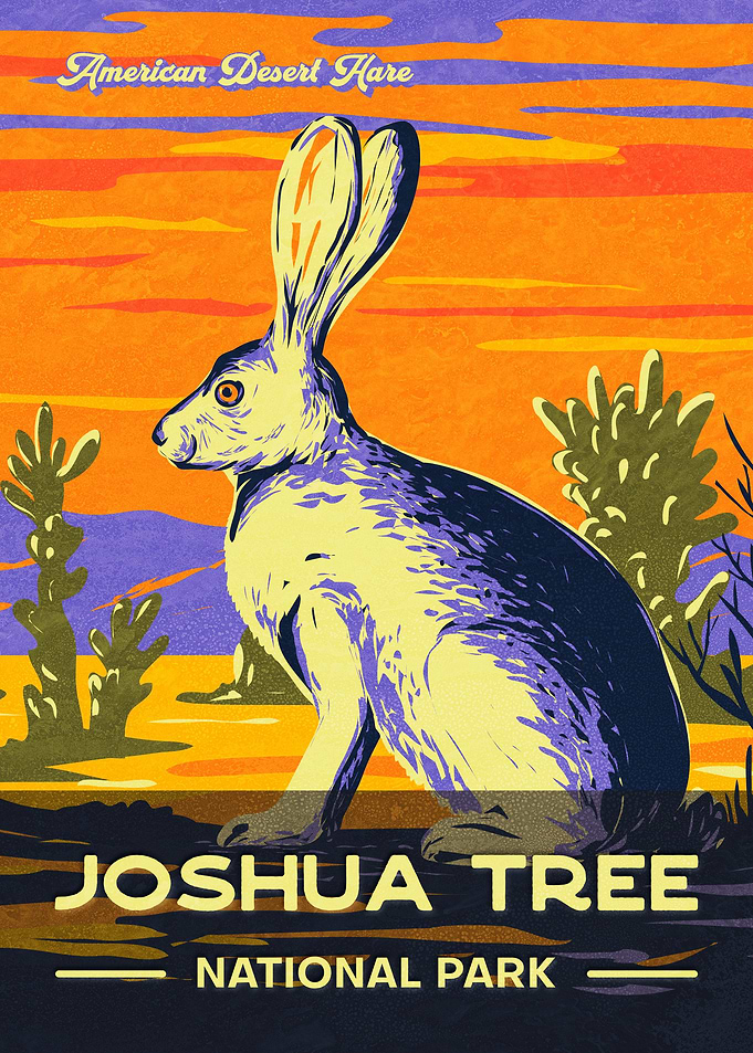 American Desert Hare