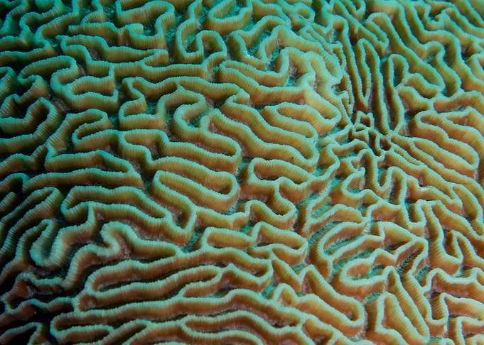 Underwater World