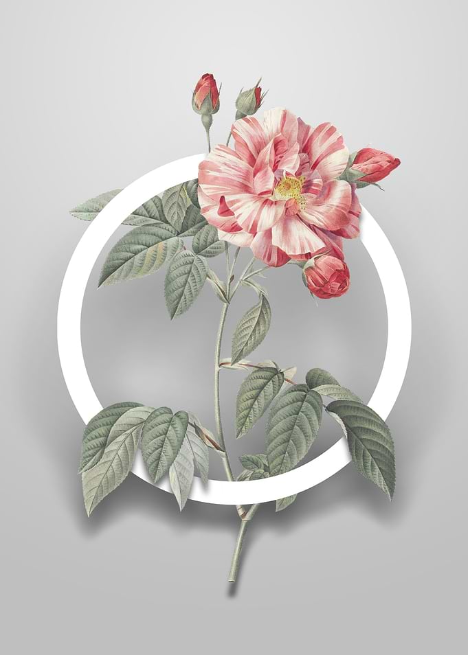 Variegated French Rose Art
