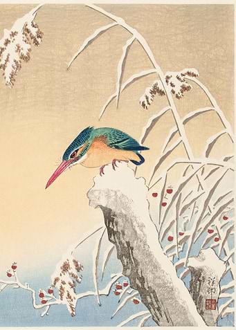 Kingfisher in the snow