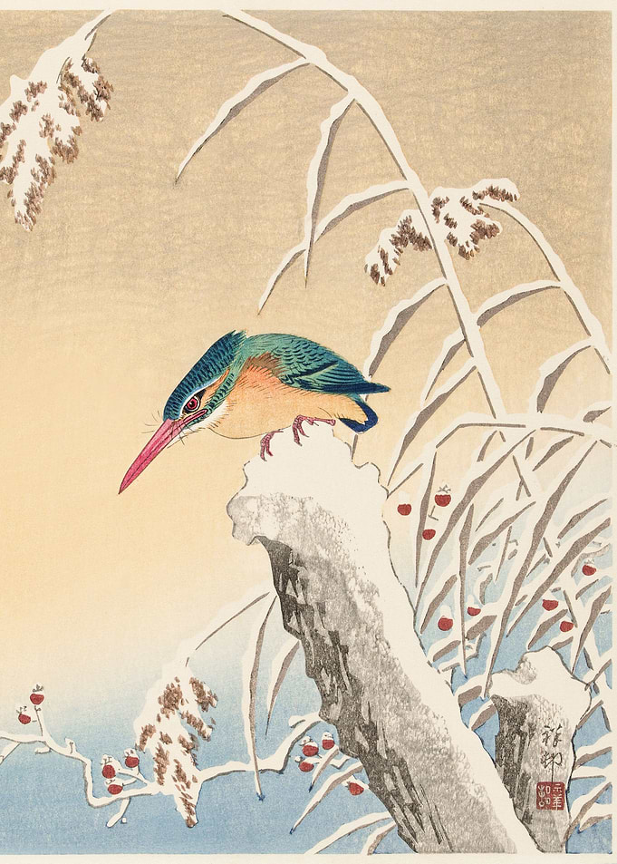 Kingfisher in the snow