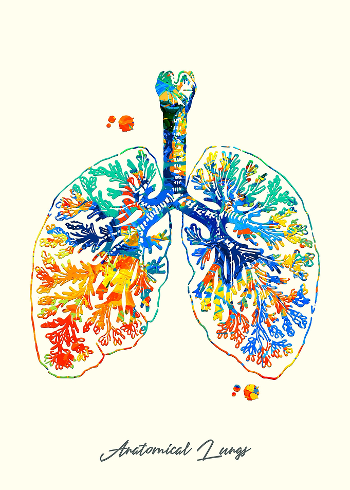 Anatomical Lungs